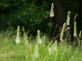 Flowering Timothy grass