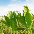 Flowering tobacco Royalty Free Stock Photo