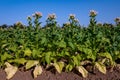 Flowering tobacco plantation Royalty Free Stock Photo