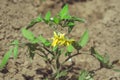 Flowering tomato bush. Growing tomatoes outdoors Royalty Free Stock Photo