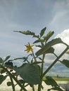 flowering of a tomato, tomato bush with a thick stem, with a bunch of yellow flowers and buds