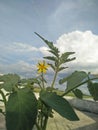 flowering of a tomato, tomato bush with a thick stem, with a bunch of yellow flowers and buds