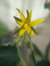 flowering of a tomato, tomato bush with a thick stem, with a bunch of yellow flowers and buds