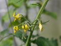 Flowering tomato plant