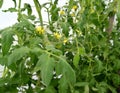 Flowering tomato plants in the greenhouse