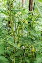 Flowering tomatoes on a branch. Shrub in the greenhouse. Gardening