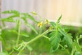 Flowering Tomatoes in a garden. Close up. Farm plants, growing Royalty Free Stock Photo