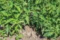 Flowering Tomatoes in a garden. Close up. Farm plants, growing. Green background from leaves of vegetable Royalty Free Stock Photo