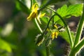 Flowering tomatoes in the garden Royalty Free Stock Photo