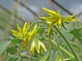 Flowering of tomatoes. Growing tomatoes in vegetable garden. Vegetable growing Royalty Free Stock Photo