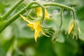 Brihgt flowers of tomato plants Lycopersicon esculentum at the greenhouse. Royalty Free Stock Photo