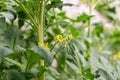 Flowering of tomatoes. Tomatoes ripen in the garden. Farm cultivation of tomatoes Royalty Free Stock Photo