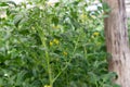 Flowering of tomatoes. Tomatoes ripen in the garden. Farm cultivation of tomatoes. Royalty Free Stock Photo