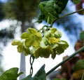 Flowering Tonkin Jasmine Royalty Free Stock Photo