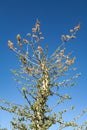 Flowering top of a boojum tree or cirio fouquieria columnaris in Baja California, Mexico