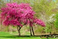 Flowering tree Royalty Free Stock Photo