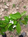 flowering of the tree3