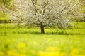 Flowering tree