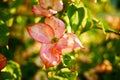 Flowering Tree