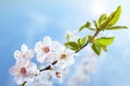 Flowering tree against the blue sky. Royalty Free Stock Photo