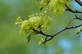 Flowering tree, Ahorn