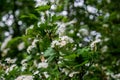 Flowering tree. Big spring Bush. Many small white flowers and buds. Around the background of green deciduous trees.