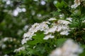 Flowering tree. Big spring Bush. Many small white flowers and buds. Around the background of green deciduous trees.
