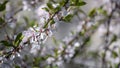 Flowering tree branch. Closeup. Sunny weather Spring