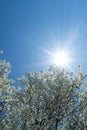 Flowering tree branch with white flowers. Spring background. Blooming tree branches white flowers and blue sky Royalty Free Stock Photo