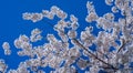 Flowering tree branch with white flowers. Spring background. Blooming tree branches white flowers and blue sky Royalty Free Stock Photo