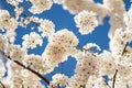 Flowering tree branch with white flowers. Spring background. Blooming tree branches white flowers and blue sky Royalty Free Stock Photo