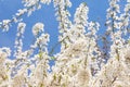 flowering tree branches against blue sky Royalty Free Stock Photo