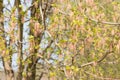 Flowering tree branches. The fresh early foliage