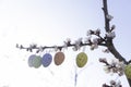 Flowering tree branches with hanging Easter colored eggs. Garden decoration for Easter. Spring bright joyful holiday Royalty Free Stock Photo