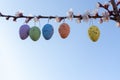 Flowering tree branches with hanging Easter colored eggs. Garden decoration for Easter. Spring bright joyful holiday Royalty Free Stock Photo