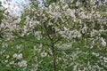 Flowering tree branches in spring