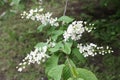 Flowering tree branches in spring