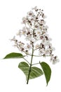 Flowering tree of Catalpa, lat. Catalpa speciosa, isolated on white background Royalty Free Stock Photo