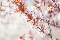 Cherry blossom spring flowers on flowering branches. Floral and nature background Royalty Free Stock Photo