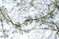 Flowering tree cherry blossom. Colorful spring flower background