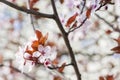 Flowering tree cherry blossom. Colorful spring flower background Royalty Free Stock Photo