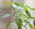 Flowering tree chili pepper