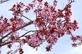 Flowering tree in Collserola Park Royalty Free Stock Photo