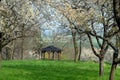 Flowering tree