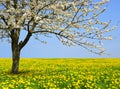 Flowering tree on dandelion field. Royalty Free Stock Photo