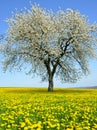 Flowering tree on dandelion field. Royalty Free Stock Photo