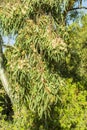 Flowering tree eucalyptus