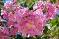 Flowering tree of Handroanthus impetiginosus lat.Tabebuia impetiginosa