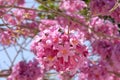 Flowering tree of Handroanthus impetiginosus lat.Tabebuia impetiginosa