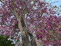 Flowering tree of Handroanthus impetiginosus (lat.Tabebuia impetiginosa